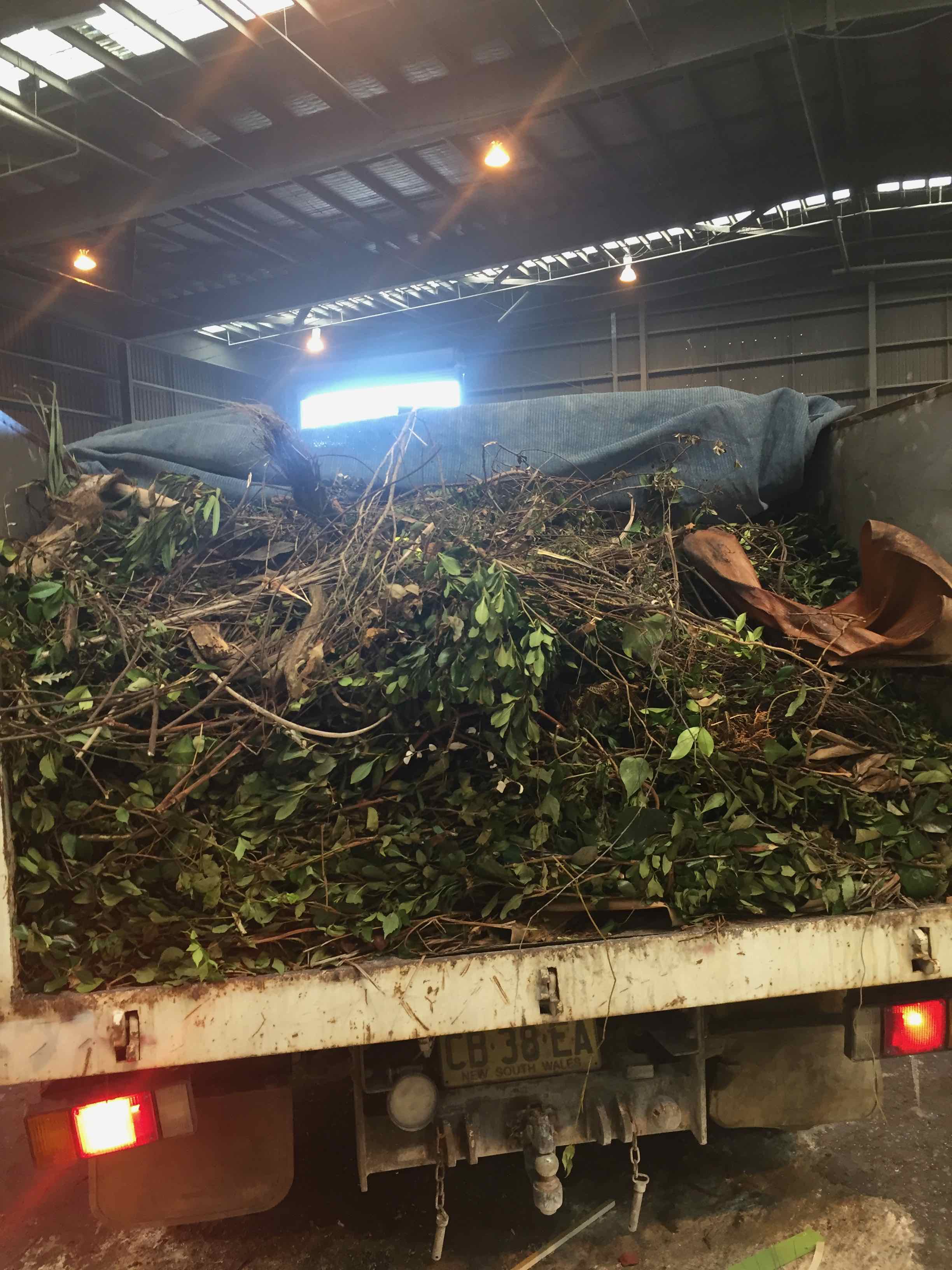 Leaf Litter – Garden Rubbish at Watsons Bay